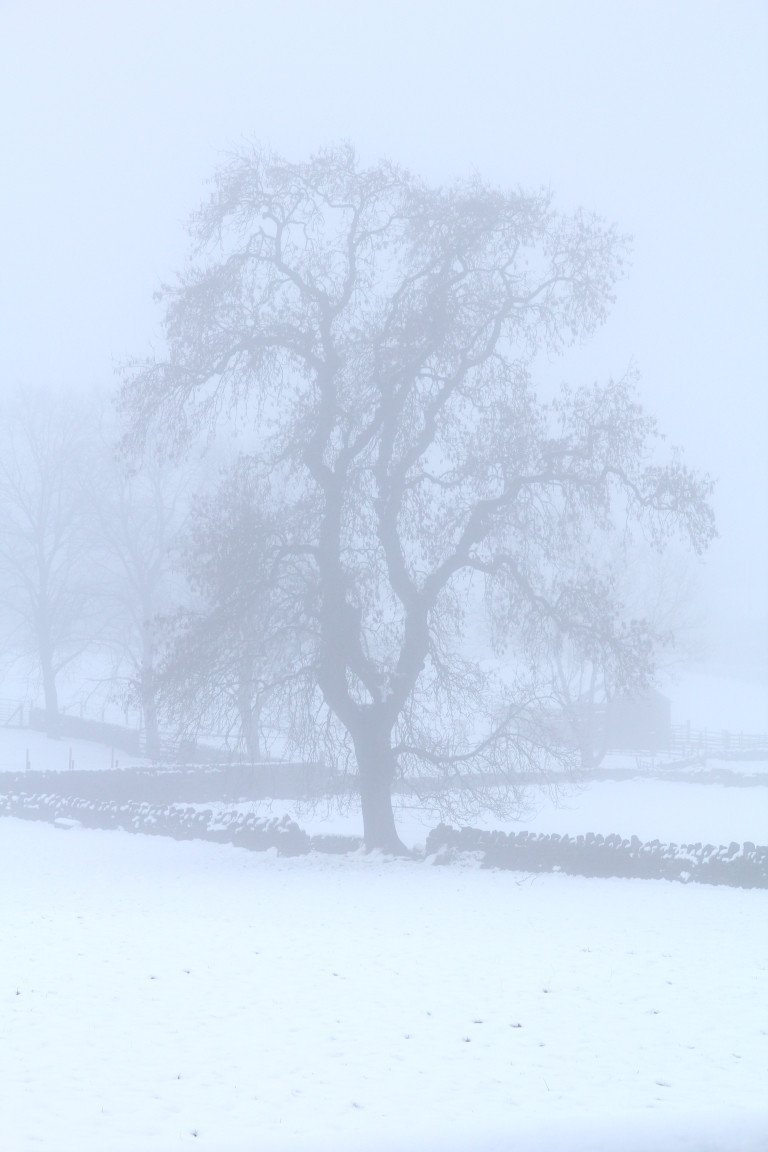 Tree in Fog, Guiseley